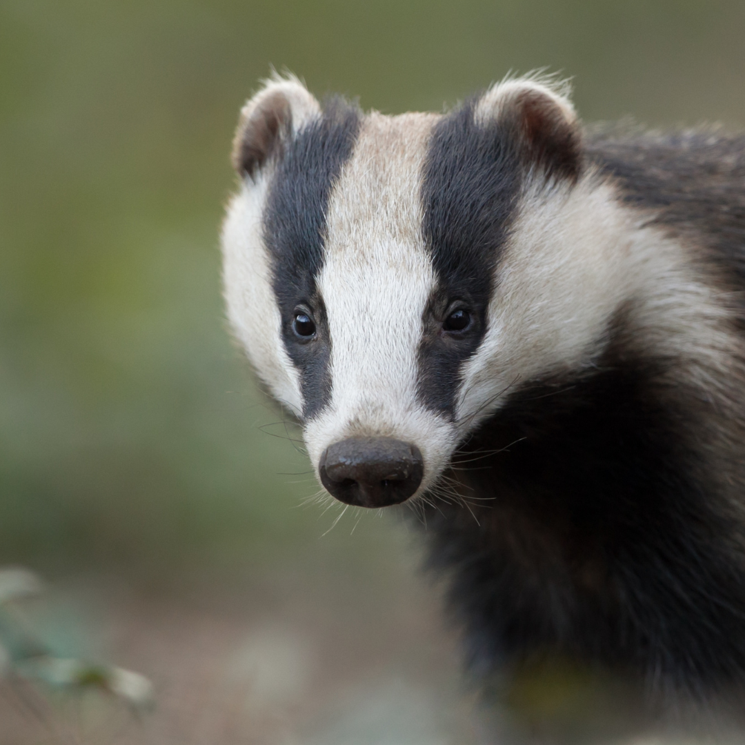 badger sett creation and licensing in Warrington