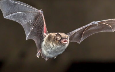 Tree Inspections to Supplement Nocturnal Bat Surveys